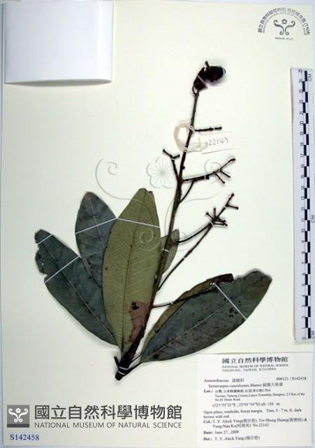 鈍葉大果漆, 小葉大果漆藏品圖，第1張