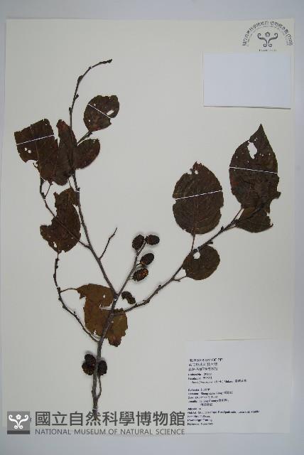 臺灣赤楊、臺灣榿木藏品圖，第1張