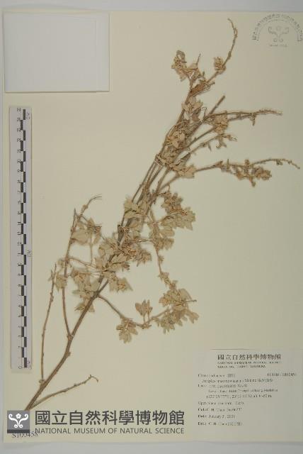 馬氏濱藜藏品圖，第1張