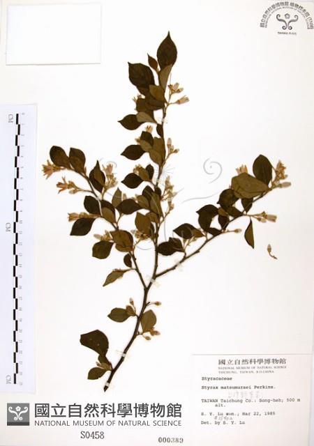 臺灣野茉莉藏品圖，第1張