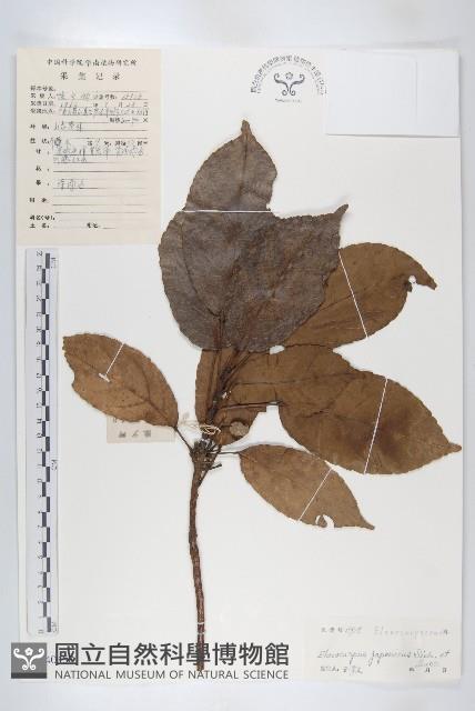 薯豆藏品圖，第1張