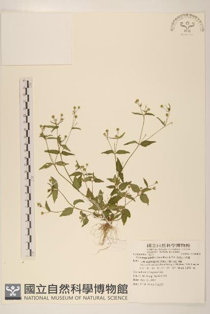 粗毛小米菊藏品圖，第1張