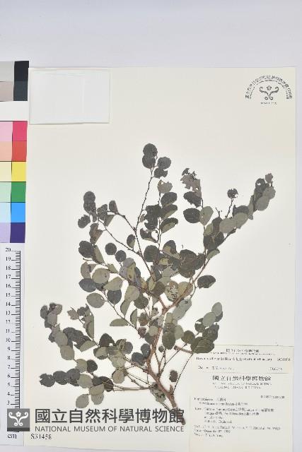 紅仔珠藏品圖，第1張