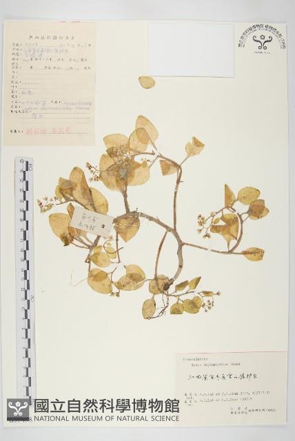 大葉火焰草藏品圖，第1張