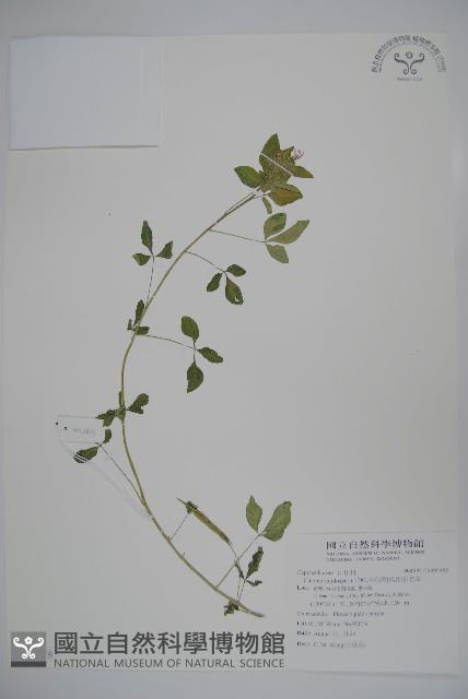 平伏莖白花菜、成功白花菜藏品圖，第1張