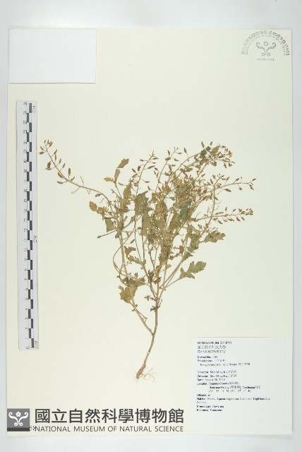 濕生葶藶藏品圖，第1張
