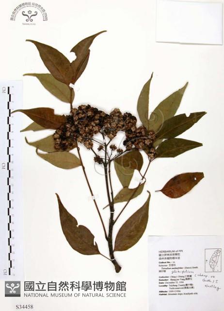 賊仔樹藏品圖，第1張