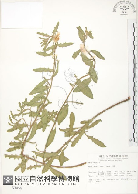 裂葉月見草藏品圖，第1張