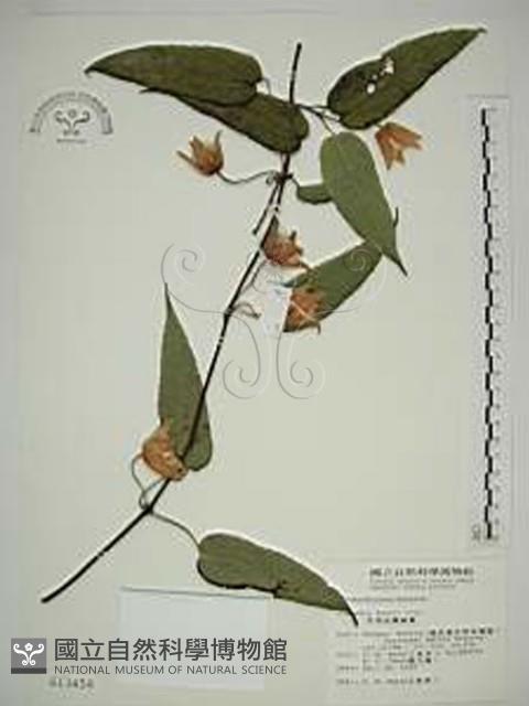 亨利氏鐵線蓮藏品圖，第1張