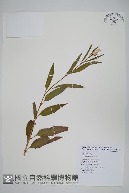 青葙藏品圖，第1張