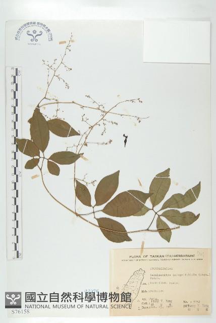 穿山龍藏品圖，第1張