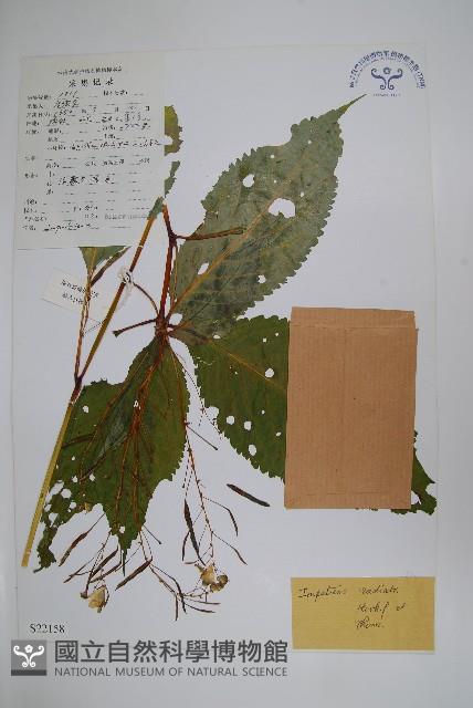 輻射鳳仙花藏品圖，第1張