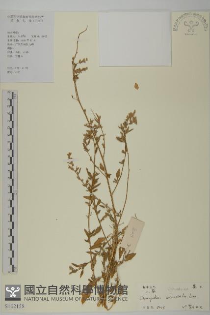 臭杏、土荊芥藏品圖，第1張