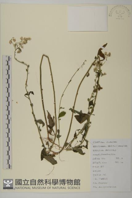 山白蘭藏品圖，第1張