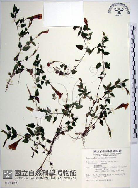 倒地蜈蚣、四角銅鑼藏品圖，第1張