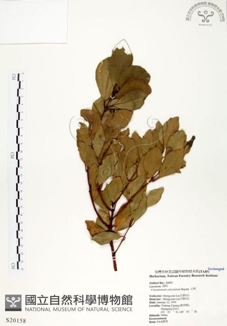 土樟藏品圖，第1張