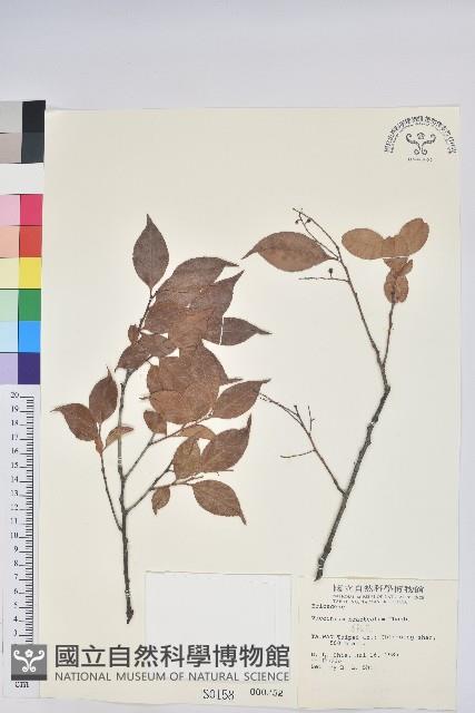 米飯花藏品圖，第1張