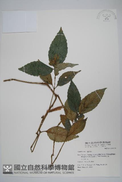 直立半插花藏品圖，第1張