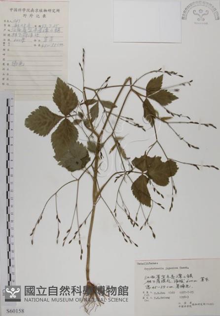 鴨兒芹藏品圖，第1張