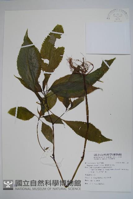 棣慕華鳳仙花藏品圖，第1張