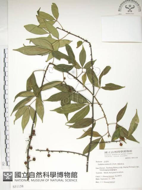 飛龍掌血藏品圖，第1張