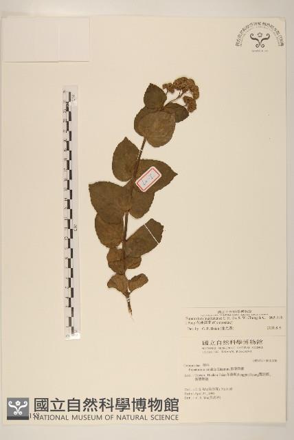 花蓮澤蘭藏品圖，第1張