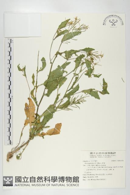 葶藶藏品圖，第1張