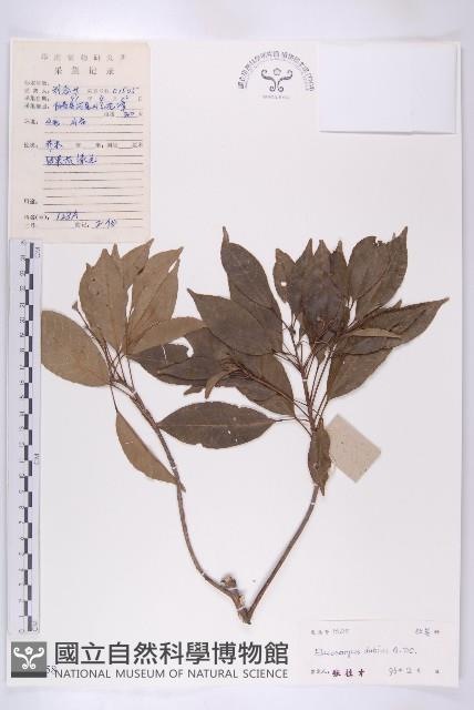 顯脈杜英藏品圖，第1張