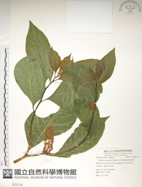 日本商陸、圓果商陸藏品圖，第1張