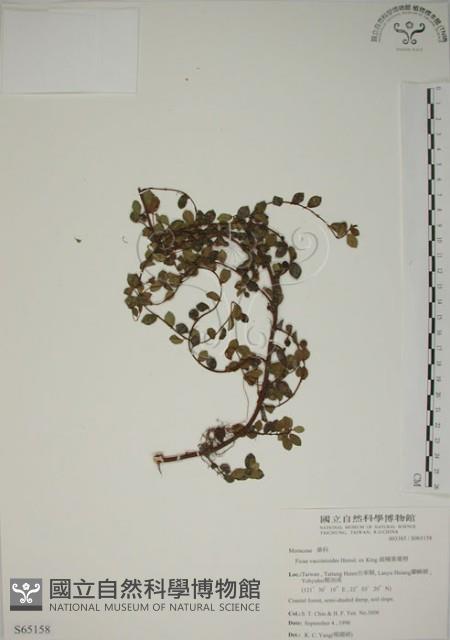 越橘葉蔓榕藏品圖，第1張