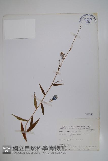 玉山沙參藏品圖，第1張