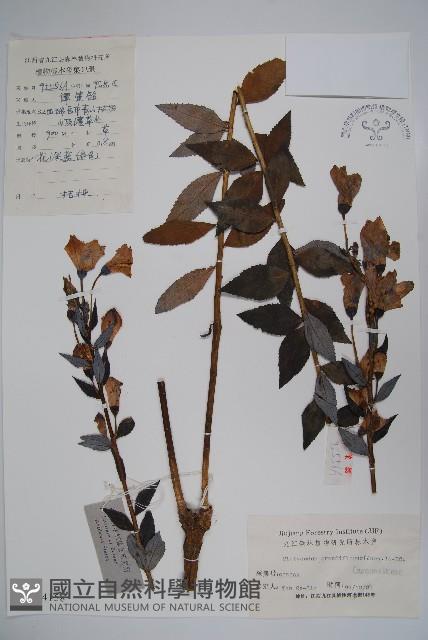 桔梗藏品圖，第1張