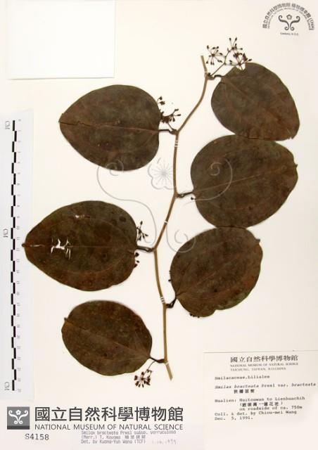 糙莖菝契藏品圖，第1張