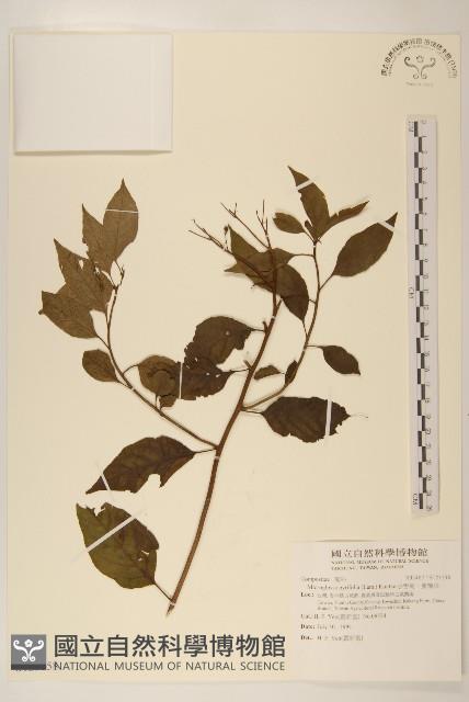 小舌菊、蔓綿菜藏品圖，第1張