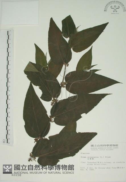 山黃麻藏品圖，第1張