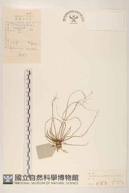 大丁草藏品圖，第1張