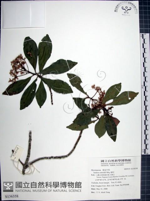 樹杞藏品圖，第1張