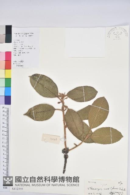 紫玉盤柯藏品圖，第1張