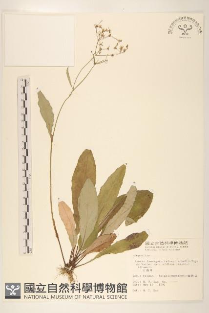 刀傷草藏品圖，第1張