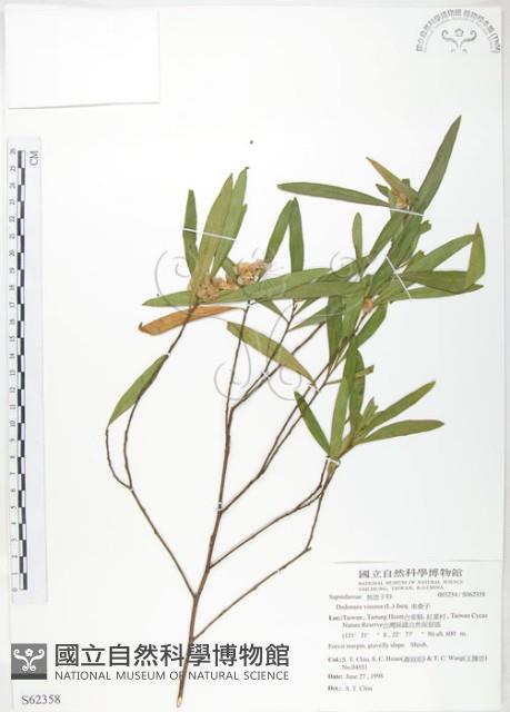 車桑子藏品圖，第1張