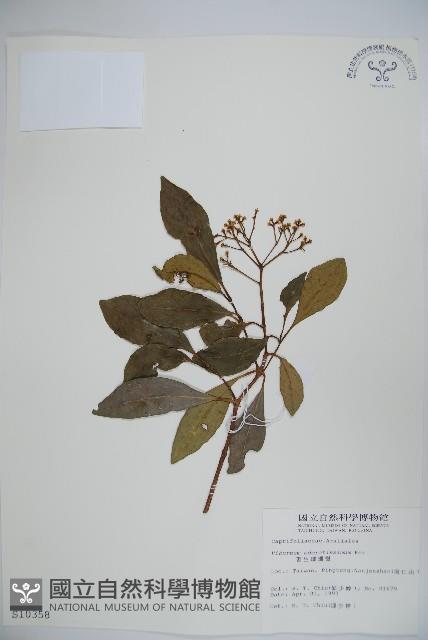 珊瑚樹藏品圖，第1張