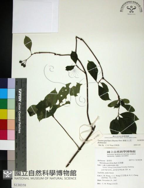 薄葉玉心花藏品圖，第1張