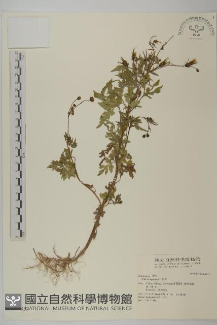 烏面馬、白花藤藏品圖，第1張