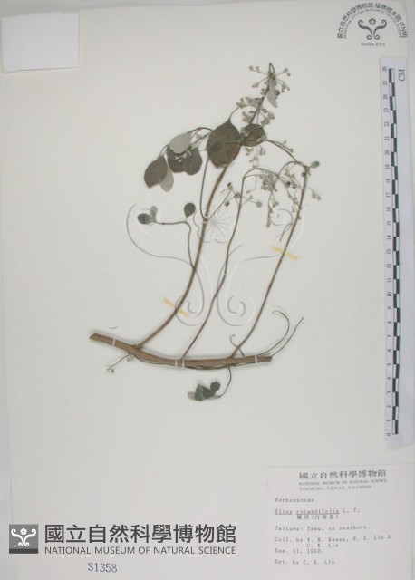 海埔姜藏品圖，第1張