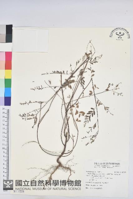 擬葉下珠、細葉油柑藏品圖，第1張