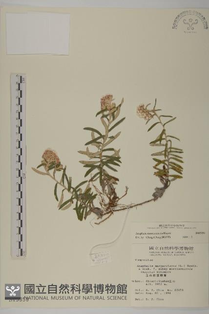 玉山抱莖籟簫藏品圖，第1張