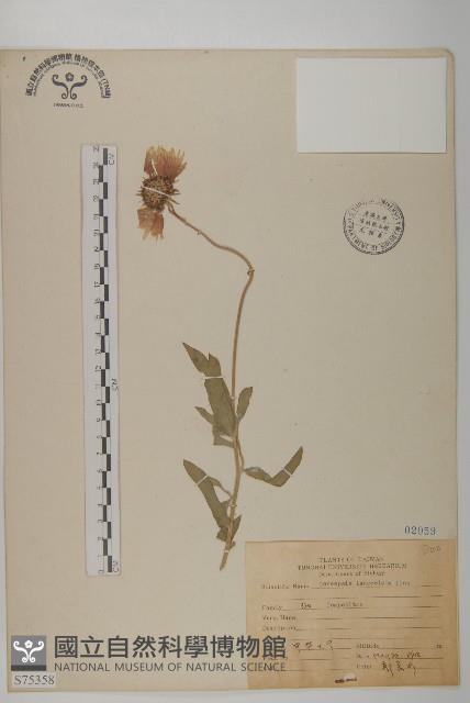 大金雞菊藏品圖，第1張