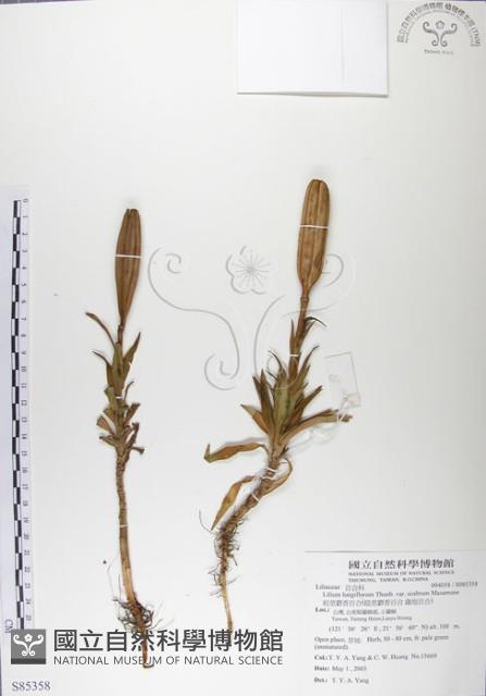 粗莖麝香百合、糙莖麝香百合、鐵炮百合藏品圖，第1張