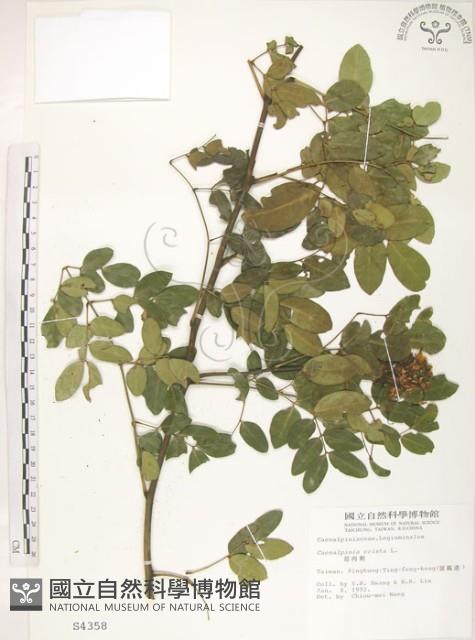 搭肉刺藏品圖，第1張