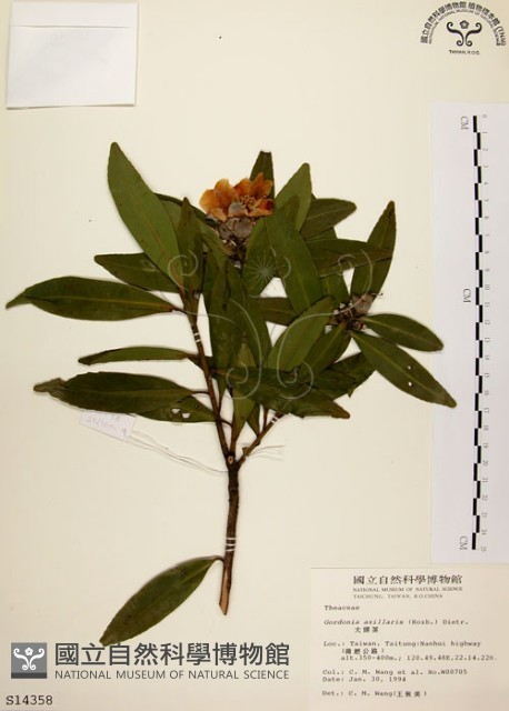 大頭茶藏品圖，第1張